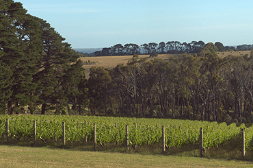Scorpo Wines Vineyard